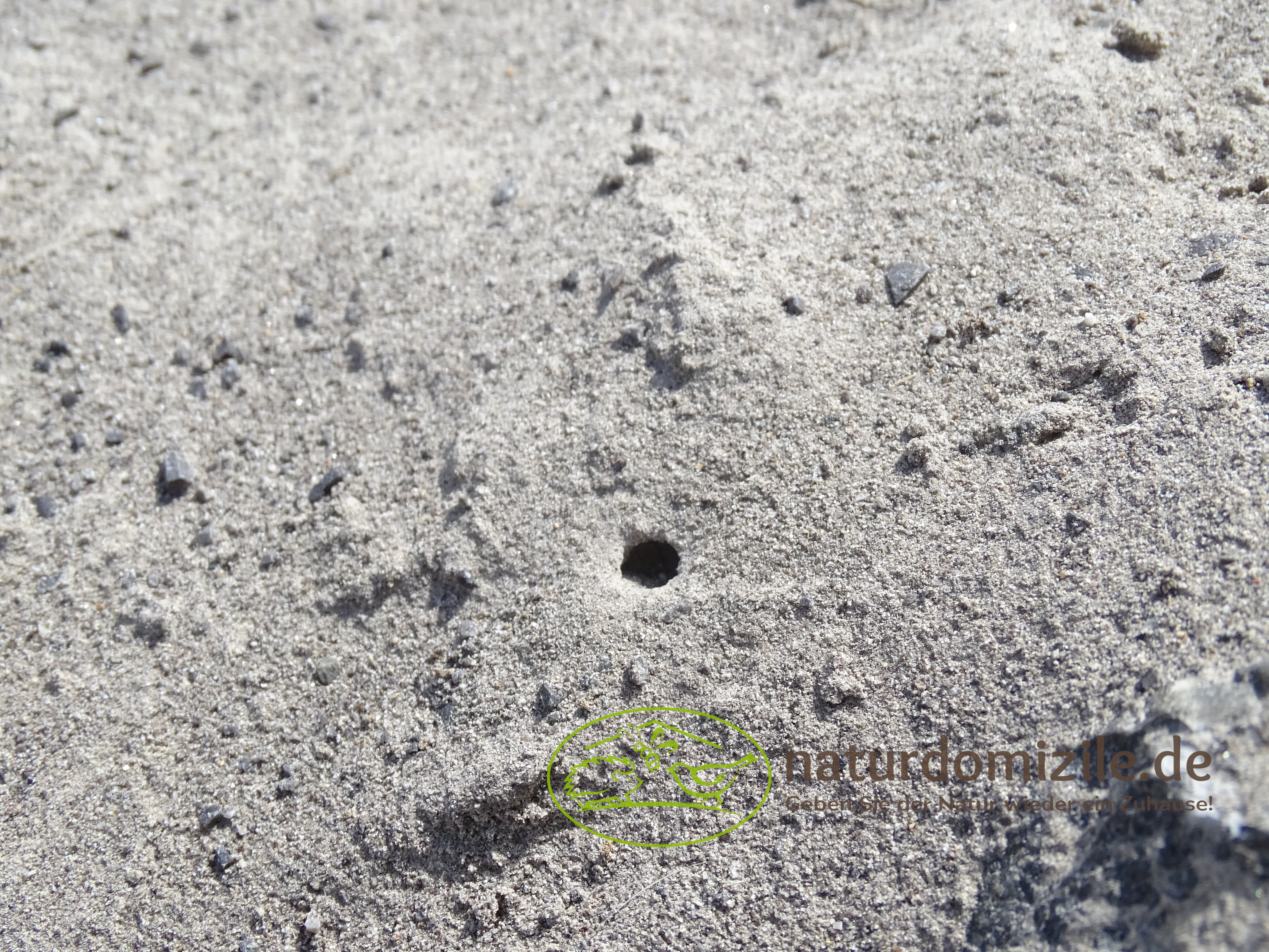 Wildbienensand mit Schichtmauer Muschelkalk für Sandarium 2,0 m²