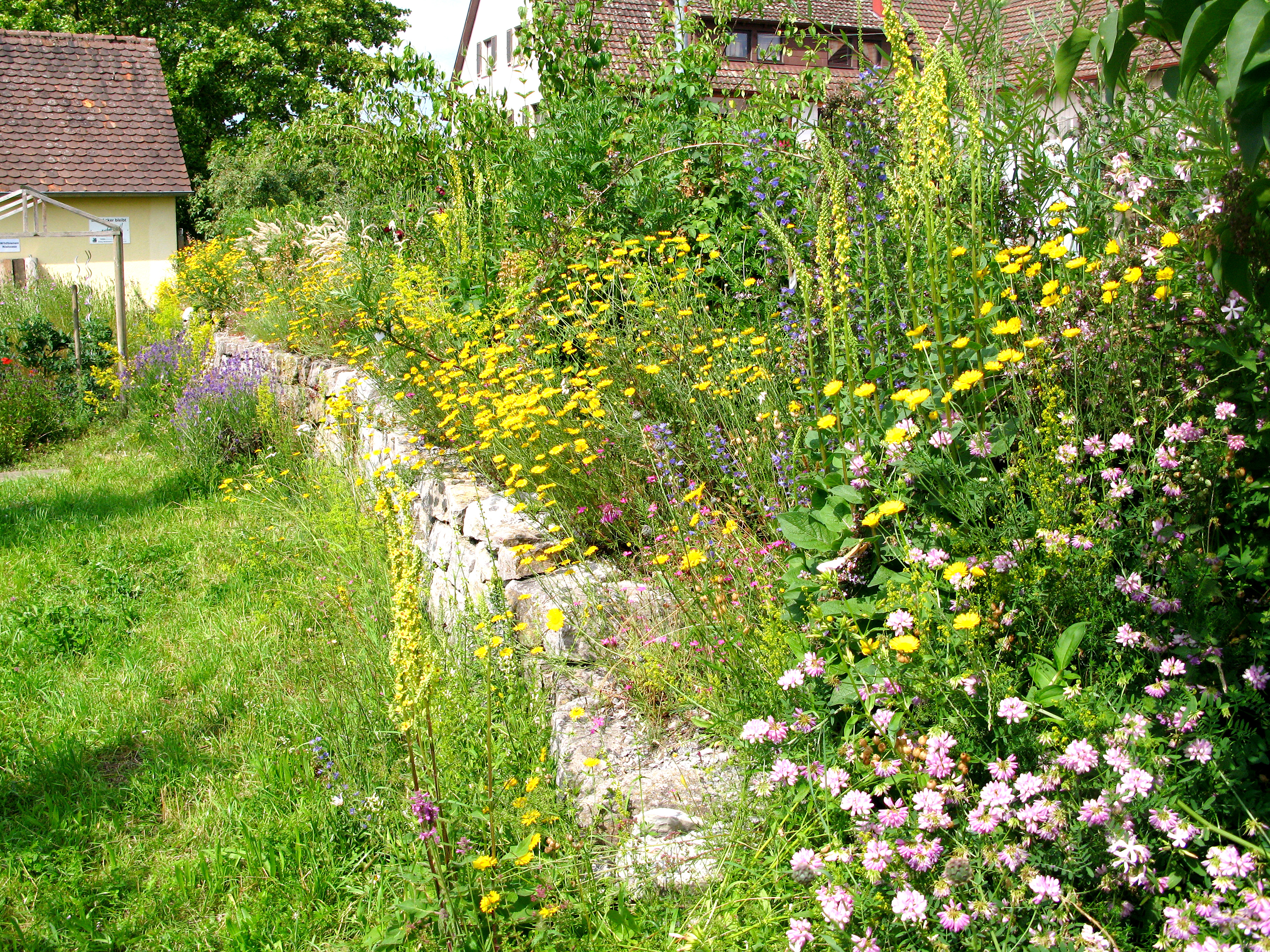 Wildblumenwiese sonnige Hummel 