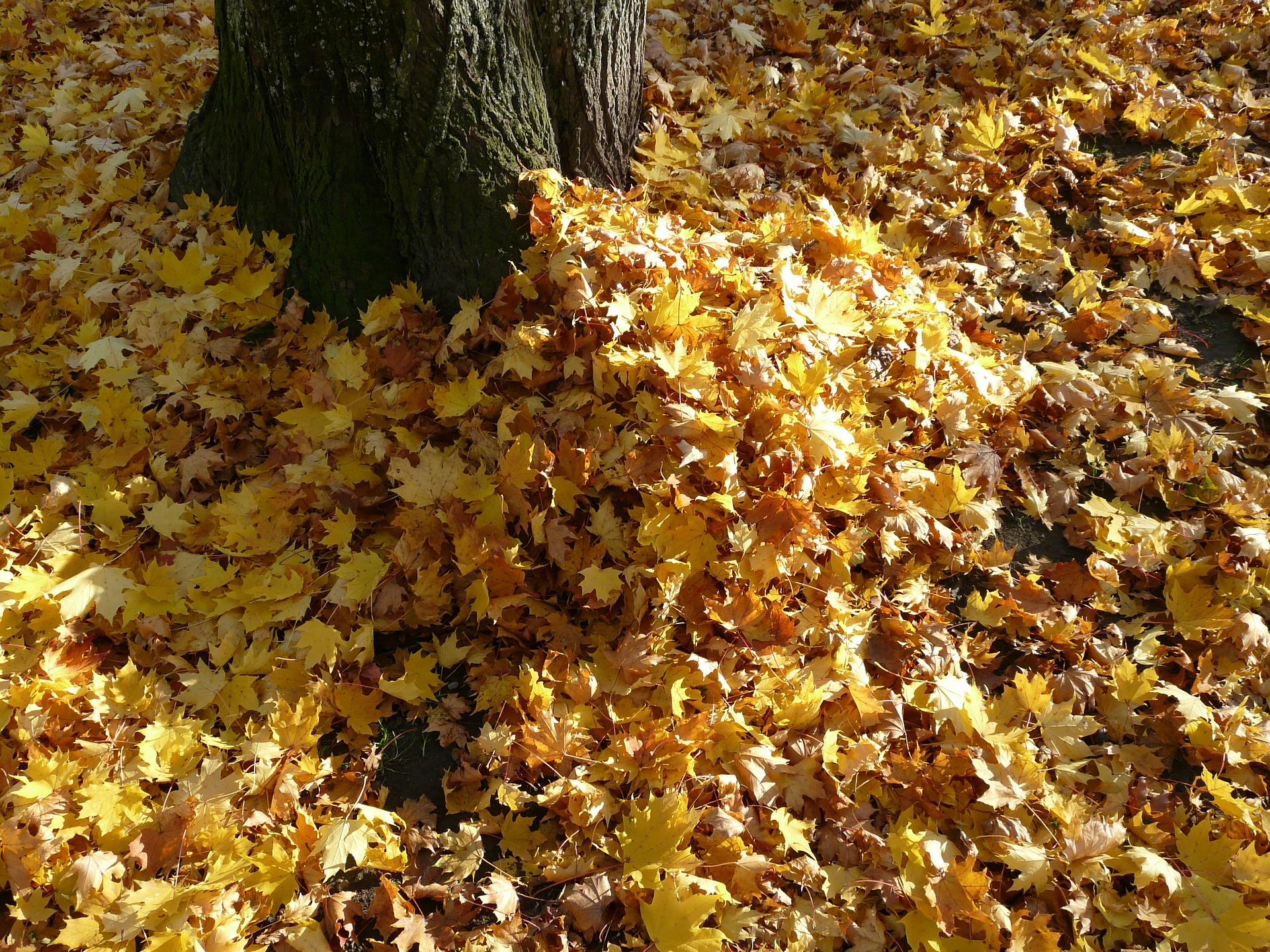 Laub