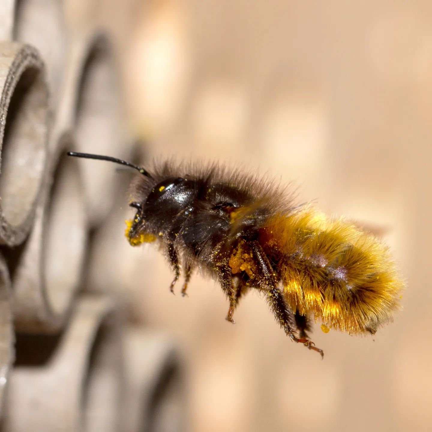 Und die ersten Insektenhotels füllen sich mit neuem Leben